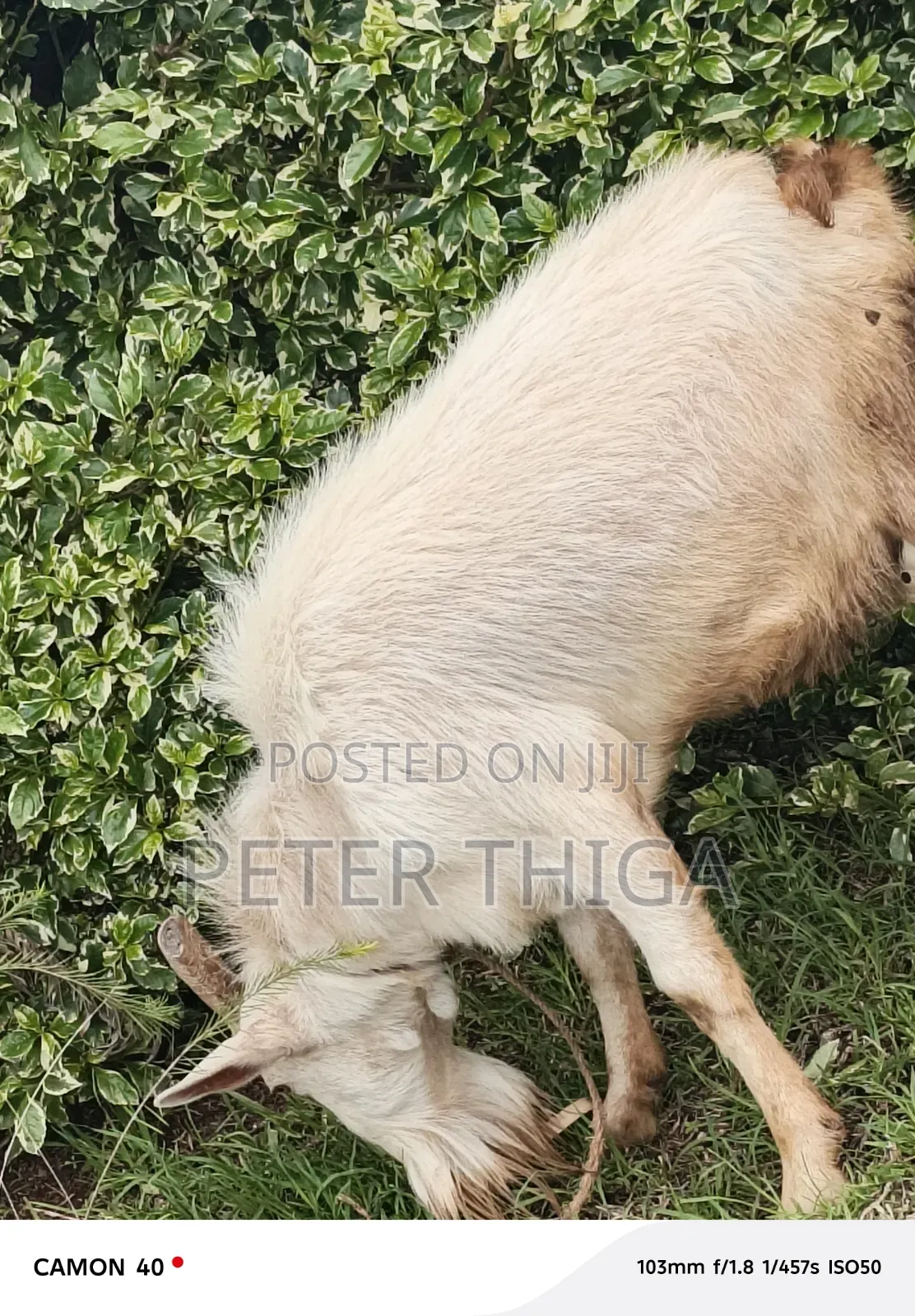 Dairy Goats