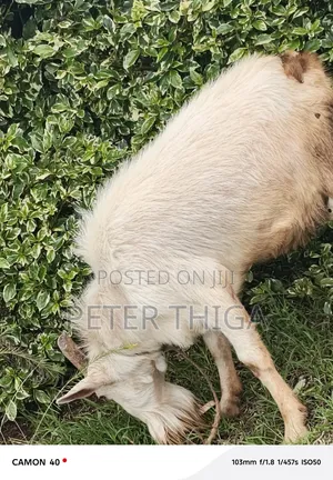 Dairy Goats