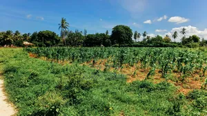 Plot for Sale