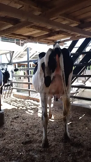 Pedigree Holstein Friesian Incalf Heifers