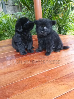 1-3 months Female Purebred Havanese