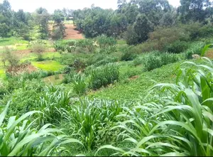 1 Acre, Prime Plot on Kirawa Road, Old Kitusuru Mwimuto | 85 M