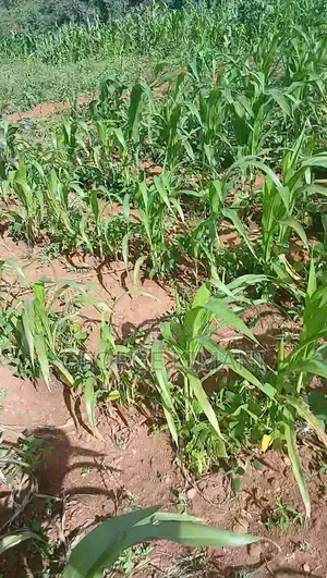 Plot for Sale