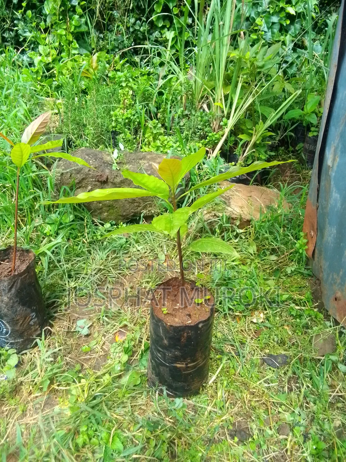 Ovacados Seedlings