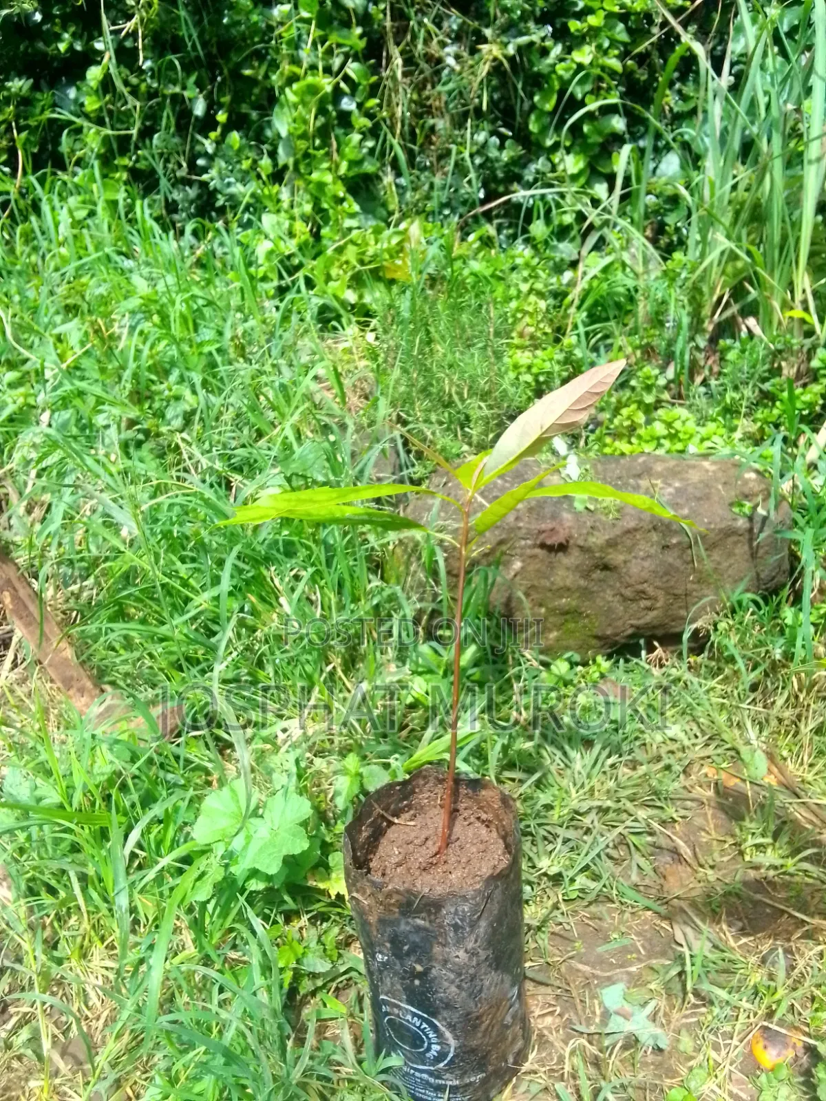 Ovacados Seedlings