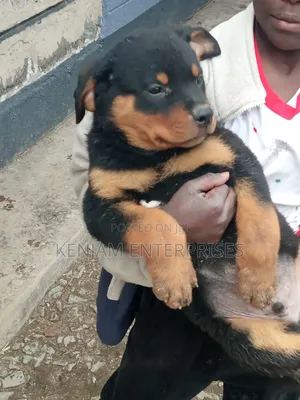 1-3 months Male Purebred Rottweiler