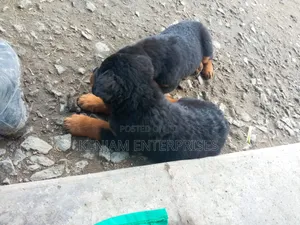 1-3 months Female Purebred Rottweiler