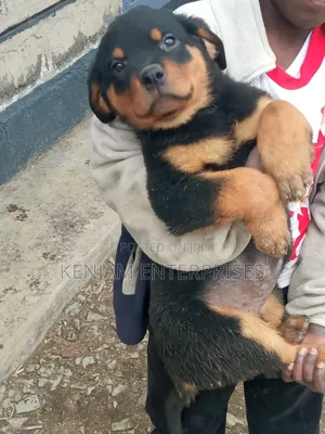 1-3 months Male Purebred Rottweiler