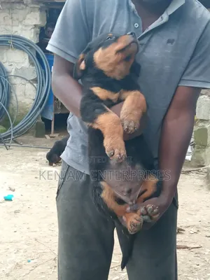 1-3 months Male Purebred Rottweiler