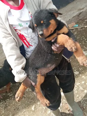 1-3 months Female Purebred Rottweiler