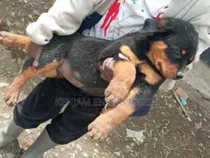 1-3 months Female Purebred Rottweiler