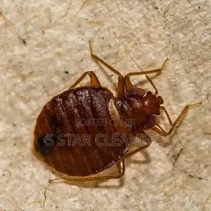 Nema Licensed Fumigation Services