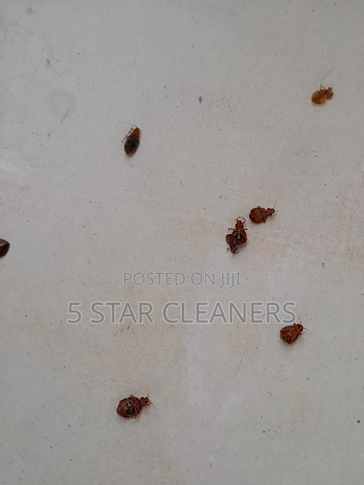 Kenya Fumigation Services