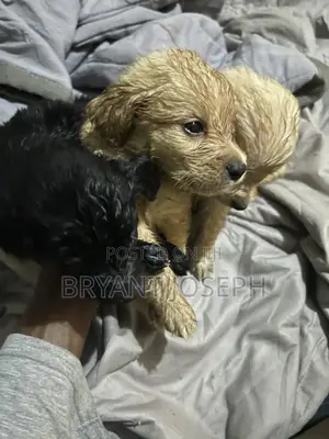 1-3 months Female Purebred Golden Retriever