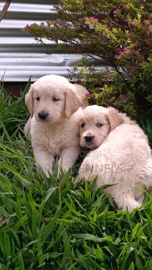 1-3 months Female Purebred Golden Retriever