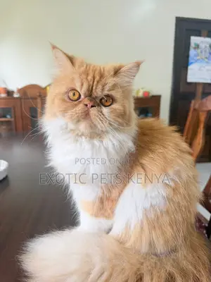 1+ year Female Purebred Persian