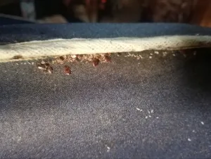 Arnold Pest Care