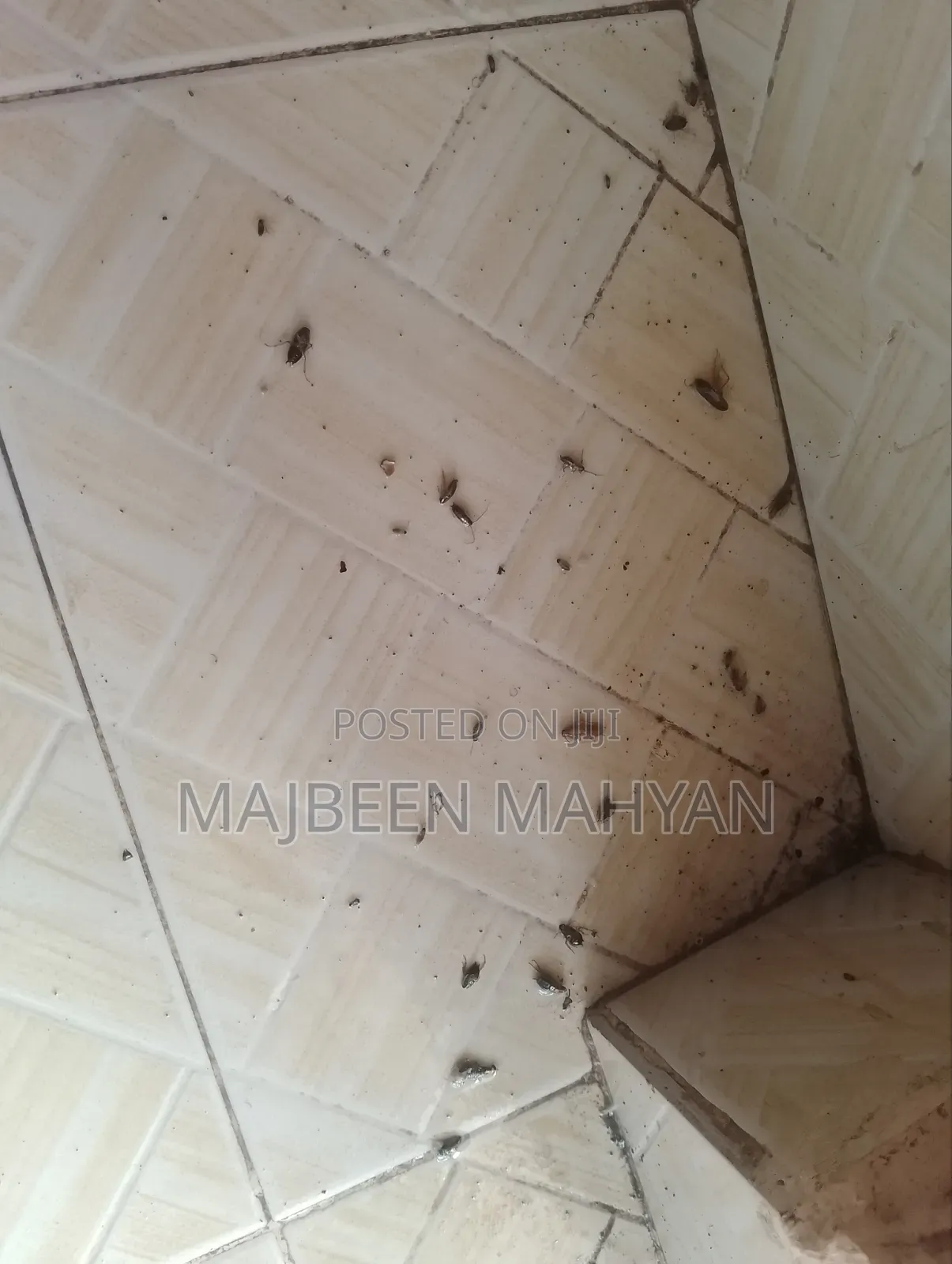 Arnold Pest Care
