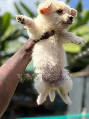 1-3 months Female Purebred Havanese