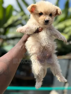 1-3 months Male Purebred Havanese