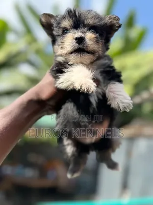 1-3 months Male Purebred Havanese