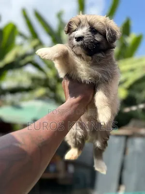 1-3 months Male Purebred Havanese