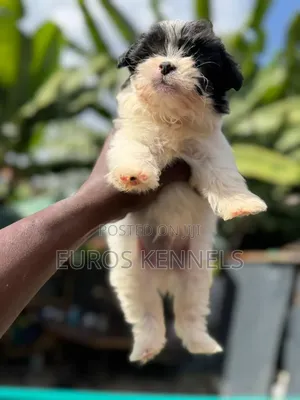 1-3 months Male Purebred Havanese