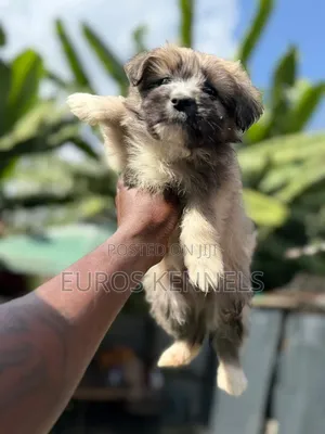 1-3 months Female Purebred Havanese