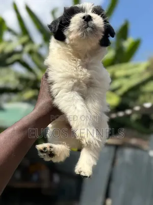 1-3 months Male Purebred Havanese