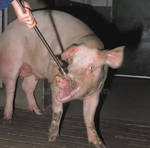 Pig Restrainers Available !