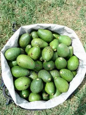 Fresh Ovacados