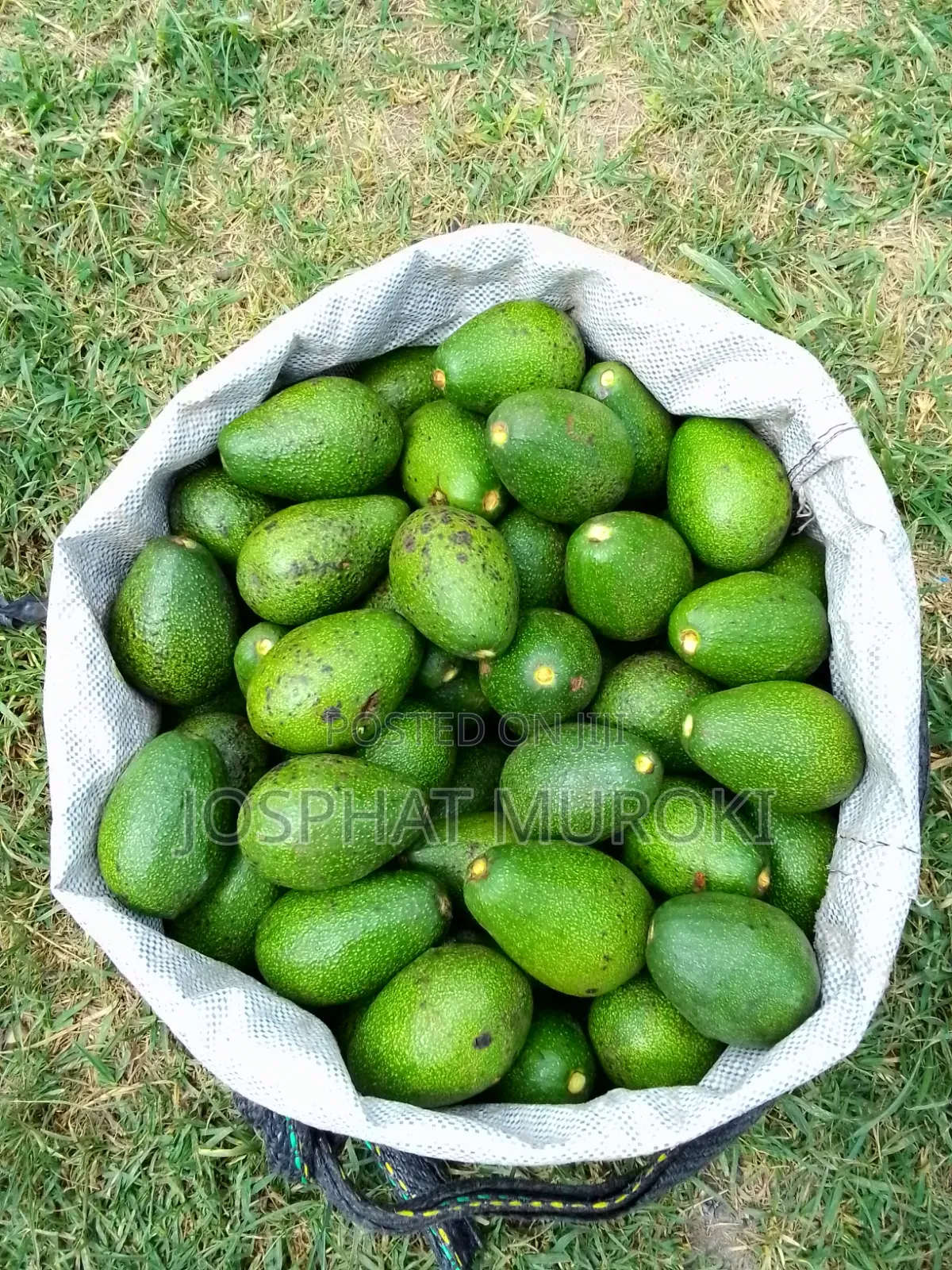 Fresh Ovacados