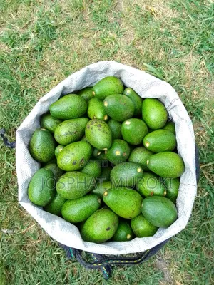 Fresh Ovacados