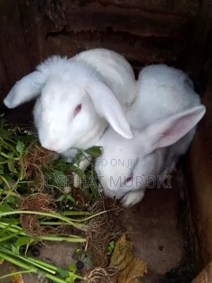 Selling Rabbits