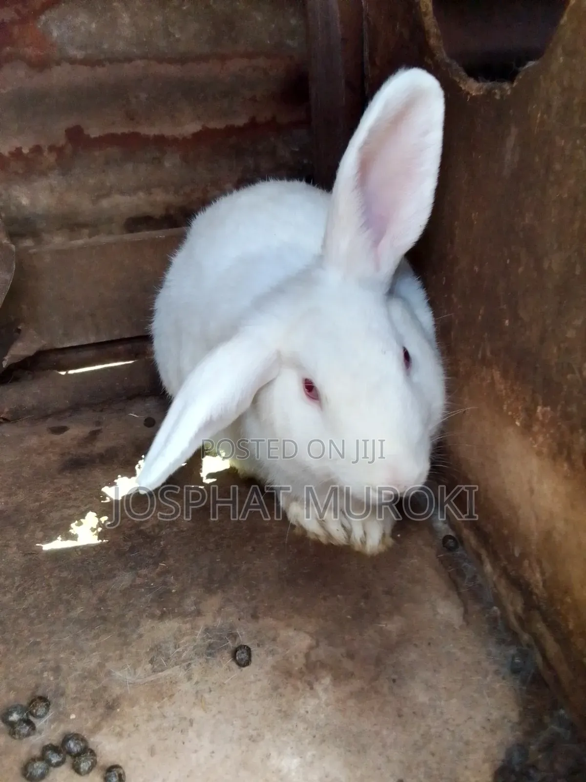 Selling Rabbits