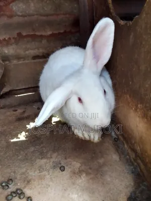 Selling Rabbits