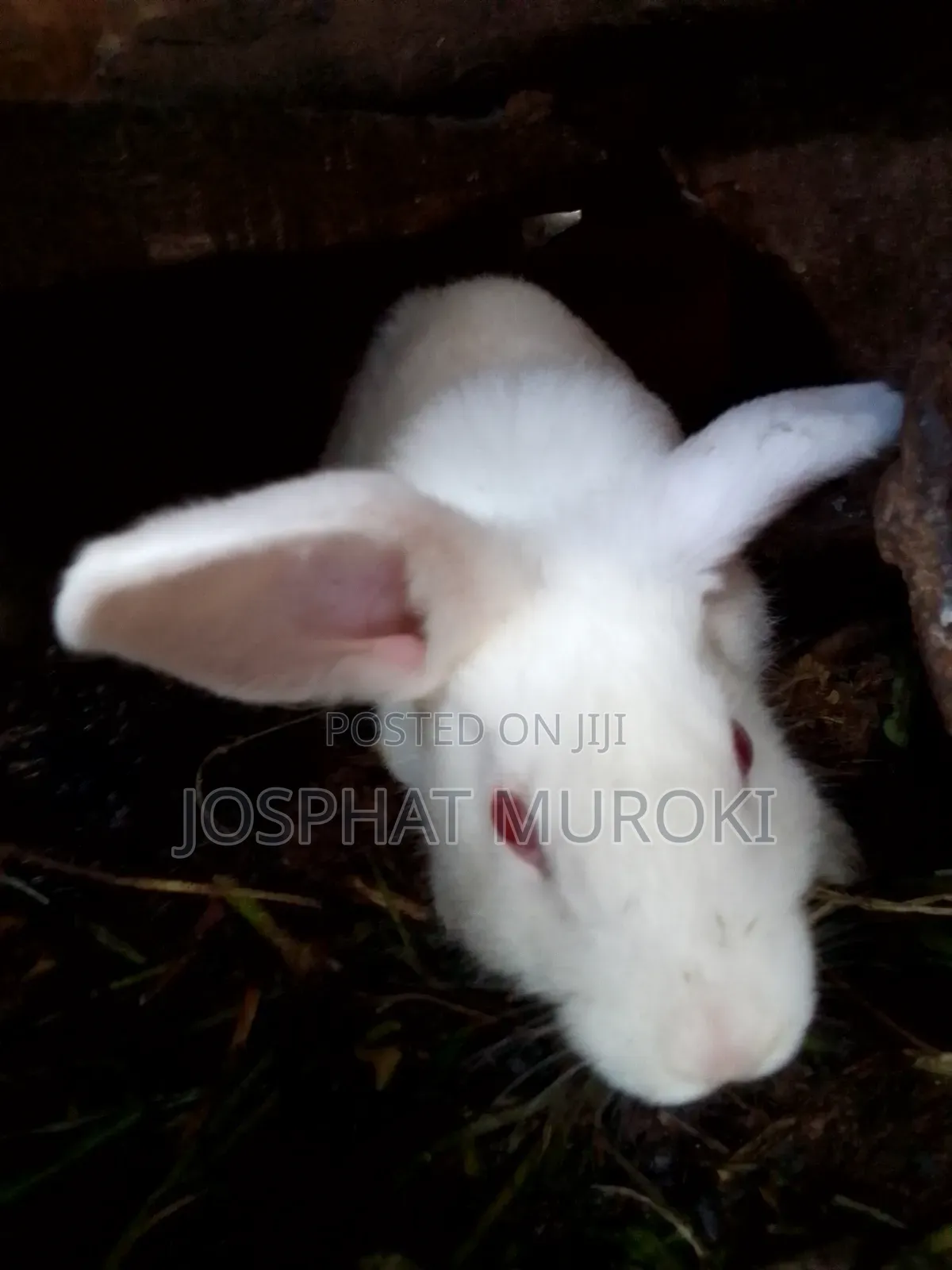 Selling Rabbits