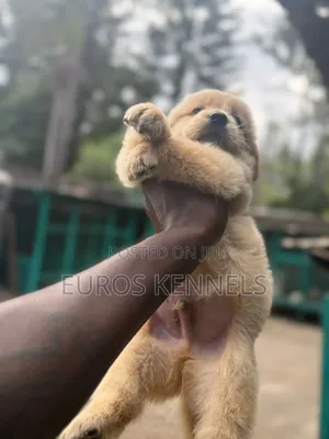 1-3 months Male Purebred Golden Retriever