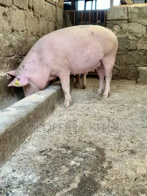 Served Gilts