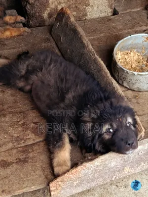 1-3 months Male Purebred Caucasian Shepherd