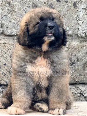 1-3 months Male Purebred Caucasian Shepherd