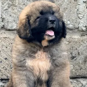 1-3 months Male Purebred Caucasian Shepherd