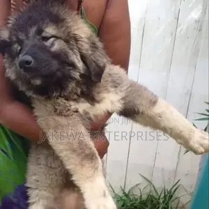 1-3 months Female Purebred Caucasian Shepherd