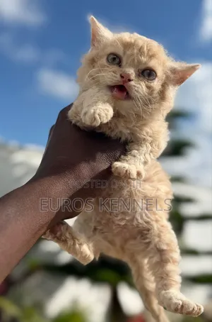 1-3 months Male Purebred Persian