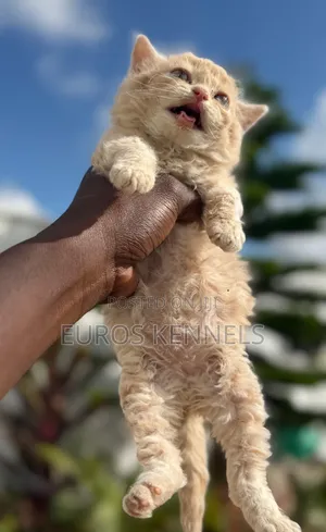 1-3 months Male Purebred Persian