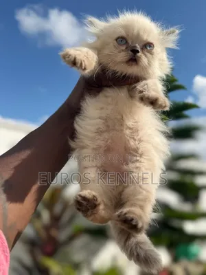 1-3 months Male Purebred Persian