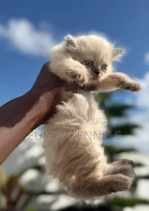 1-3 months Male Purebred Persian