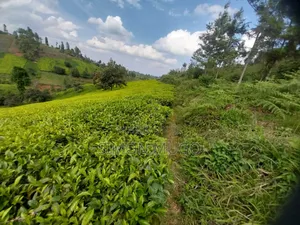 7.5 Acres Tea Farm, Gatundu South Gaitete With Mature Tea Bushes