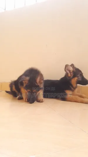 1-3 months Female Purebred German Shepherd
