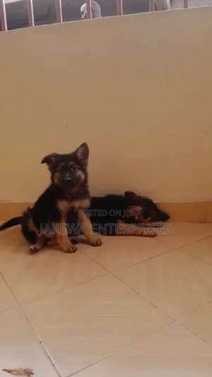 1-3 months Male Purebred German Shepherd